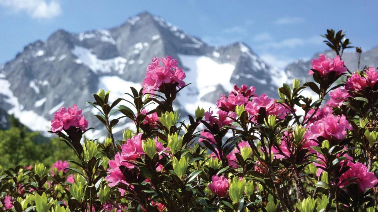 Guesthouse Alpenrose Mestia Zewnętrze zdjęcie